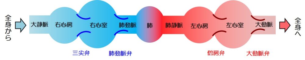 呼吸をして酸素を体に取り込む、心臓と肺のはたらき