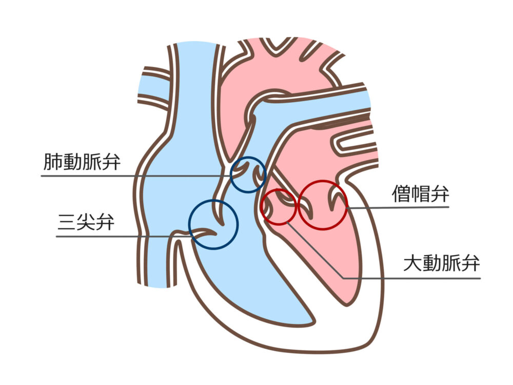 4つの弁について