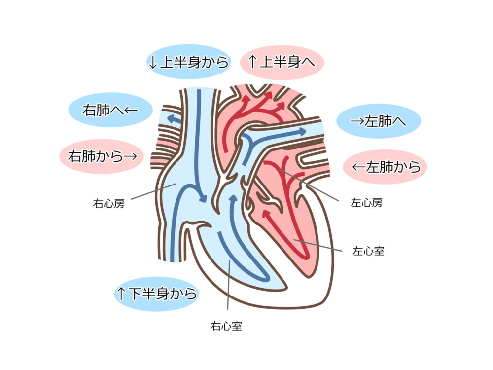心臓の働きについて