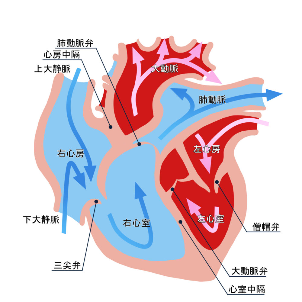 高血圧症と何が違う？「肺高血圧症」