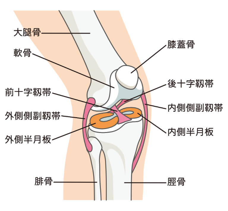 膝の靭帯損傷とは