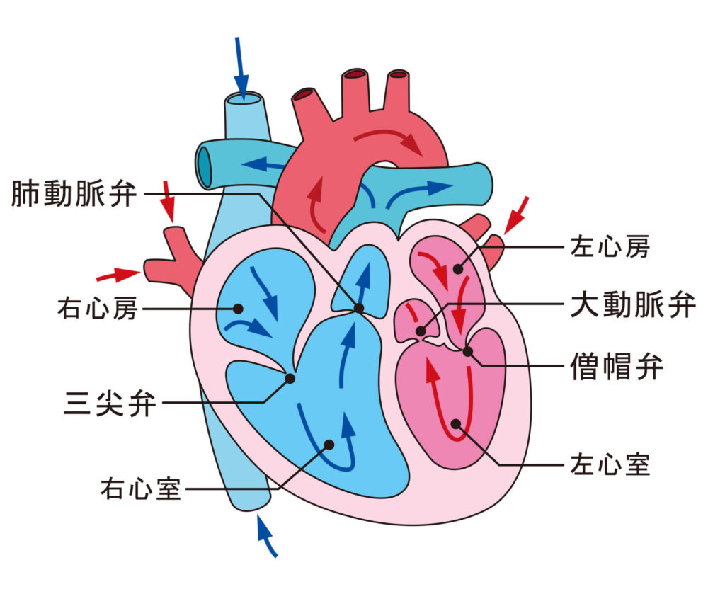 心臓弁膜症とは
