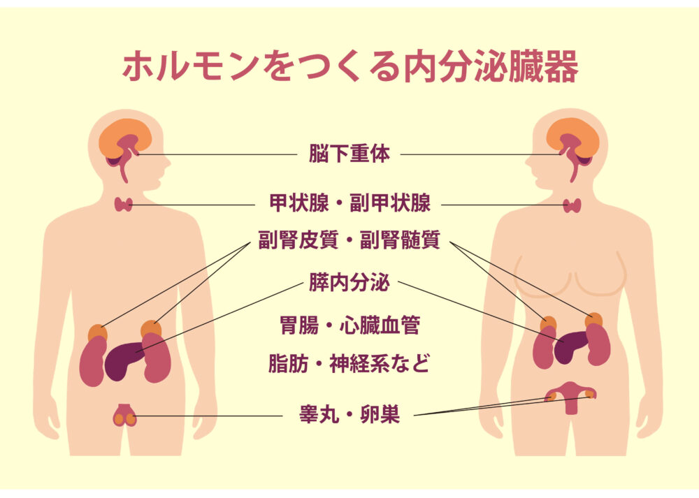 甲状腺と内分泌の関係